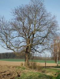 Smírčí kříž se nachází pod nejvyšším stromem v okolí