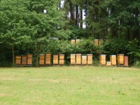 Včelí úly u Boršova