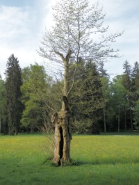 Torzo stromu v parku pod Pelinami