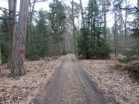 Lesní cesta, po které naučná stezka vede
