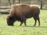 Vysoké Chvojno – výběh bizonů amerických