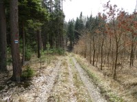 Cesta na začátku rezervace ve směru od Bělečka, po pravé straně je nová výsadba dubů