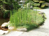 Bambus u centrálního jezírka