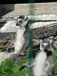 Lemur vpravo si mne změřil pohledem :-)