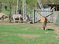 Zebra chapmani a antilopa losí