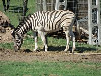 Zebra chapmani