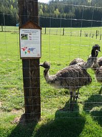 Emu hnědý si čte označení jejich výběhu, nezdá se mu, že je velbloud, zvířatům vyměnili výběhy, cedulky ponechali :-)