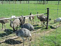 Emu hnědý a nandu pampový