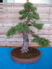 Z výstavy bonsai