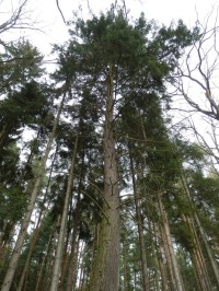 Douglaska tisolistá - pohled do koruny stromu