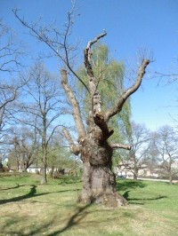 Ořezané torzo stromu