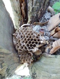 Zbytek hnízda v dutině stromu