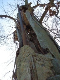 Trubka staticky zajišťující kmen stromu