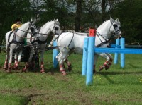 Světový pohár v závodech koňských spřežení 2013 v Polici nad Metují