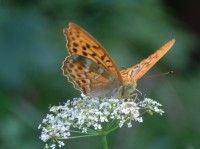 Jak se létá motýlům v Jastrabí dolině