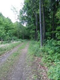 Zeleně značená lesní cesta na severním okraji rezervace