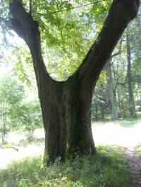 Zajímavý strom - z druhé strany