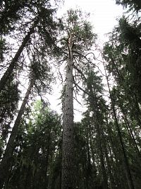2. nejstarší strom v parku