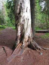 Nejstarší strom v parku