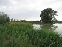 Pohled na rybník s otrůvkem