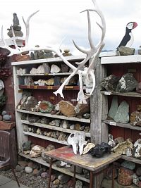 Bones and stones museum - gift shop