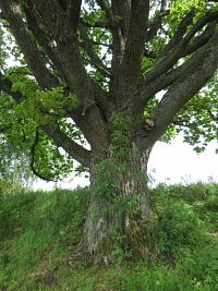 Památný strom u Palvínova