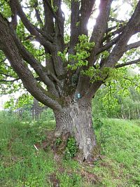 Památný strom u Palvínova