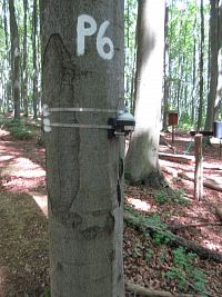 Monitoring lesních ekosystémů