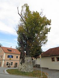 Zlatá Koruna - Lípa velkolistá - chráněný památný strom, cca 700 let starý