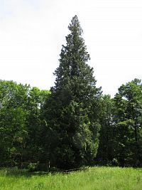 Památný strom - zerav obrovský u parkoviště pod hradem