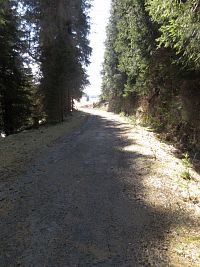 Bývalá silnice do Chaloupek, patník vlevo u stromu moc na fotce vidět není
