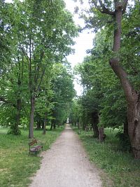 Jevišovice - alej v zámeckém parku vede k Novému zámku