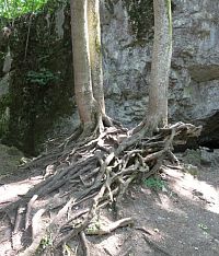 Kořeny stromu před jeskyní jsou ke skále snad přilepené