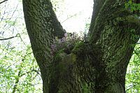 Hluchavka nachová tu kvete i na stromě