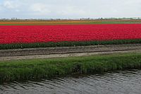 Už cestou nás fascinovaly obrovské plochy kvetoucích tulipánů
