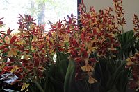 V pavilonu převážně orchidejí