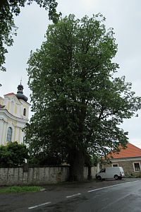 Nicov - památná 400 let stará lípa