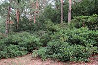 Rododendronů je tady hodně