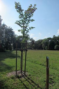 Park - zámecký park - lípa Josefa Luxe