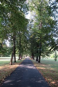 Alej památných lip srdčitých v zámeckém parku