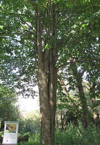 Lípa malolistá (kunvaldská)