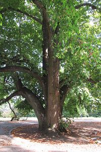 Památná lípa velkolistá