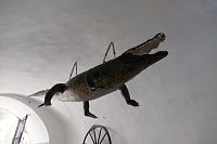 Drak (krokodýl) - symbol města