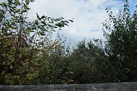 Víc toho vidět není