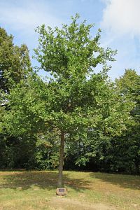 10. 7. 2004 byl u mohyly vysazen dub