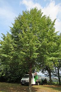 28. 10. 2003 byla u mohyly vysazena lípa