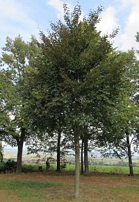 11. 4 . 2005 byl u mohyly vysazen buk