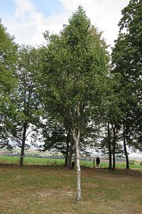 21. 9. 2004 byla u mohyly vysazena bříza, která pochází z bojiště bitvy u Borodina