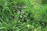 Vstiš - bylinná zahrádka bohužel není udržovaná