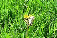 Otakárek fenyklový